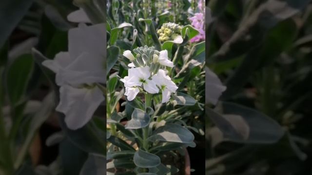 MATTHIOLA INCANA FLOWERS #matthiolaincanaflowers#flowers #flower