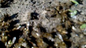 Паралич пчёл.