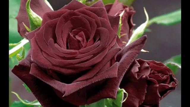 "DESERT ROSE" - "РОЗА ПУСТЫНИ" (ирландское кружево Светланы Шевченко) смотреть онлайн