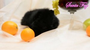 Черные померанские шпицы питомника SANTA FAY, г. Калуга