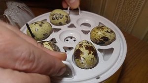 Первые признаки вылупа в инкубаторе. Выведение и инкубация перепелиных яиц в инкубаторе дома