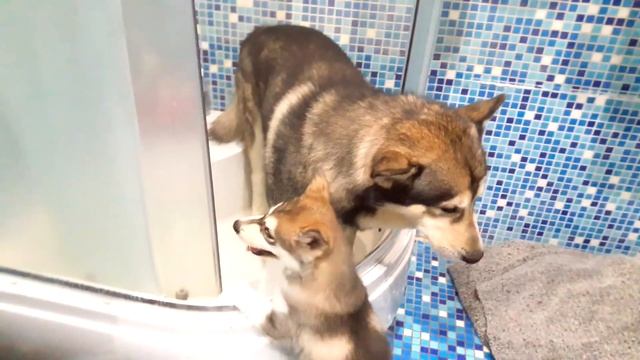 Щенок один в квартире устроил погром смотреть онлайн