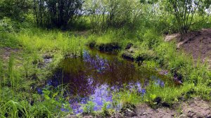 Мой прудик на даче в июне!