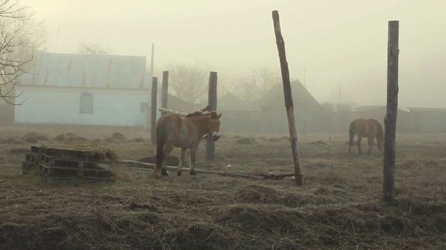 Лошади Пржевальского в селе Дитятки, ноябрь 2014 г. смотреть онлайн