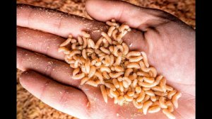 Опарыши, экскременты, жуткий запах – как вынужденное соседство отравляет жизнь