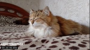 Усыпляющая музыка для кошек котов и котят Колыбельная для котят Расслабляющая кошачья музыка