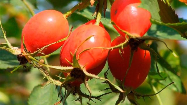 Травяной рецепт,который размывает камни в желчном и мочевом пузыре,почках.При циститах. смотреть онлайн