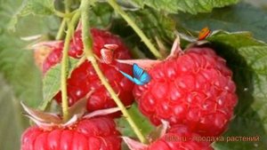 Малина ремонтантная Бабье лето (rubus idaeus) ? обзор: как сажать, саженцы малины Бабье лето