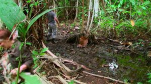 Venezuela Orinoco Delta - Amazing Doku deutsch