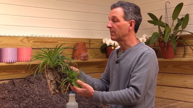 Air Plants (Tillandsias) - The Joy and Ease of Growing Air Plants смотреть онлайн