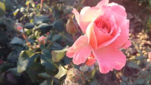 Очень долгое и продолжительное цветение без перерывов у розы Лоран Каброль