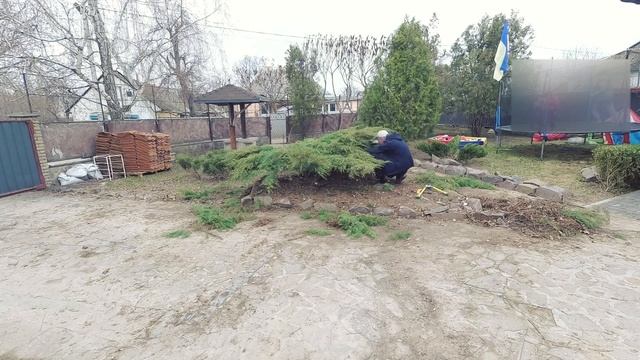 Ниваки из можжевельника Олд Голд. Первая формировка.