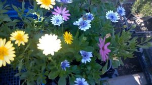 выставка цветов в Ростове на Дону-последний день .