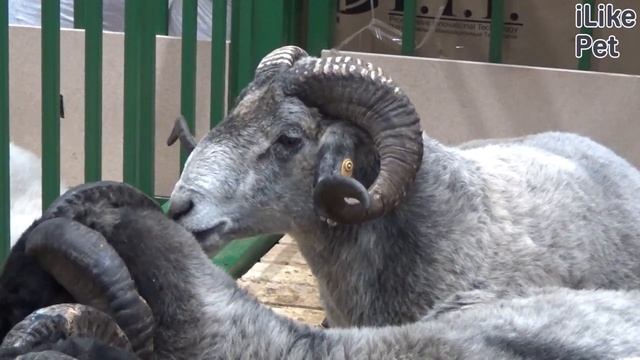 Содержание каракульской овцы смотреть онлайн