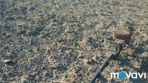 Коп по средневековью с Minelab X-terra 705