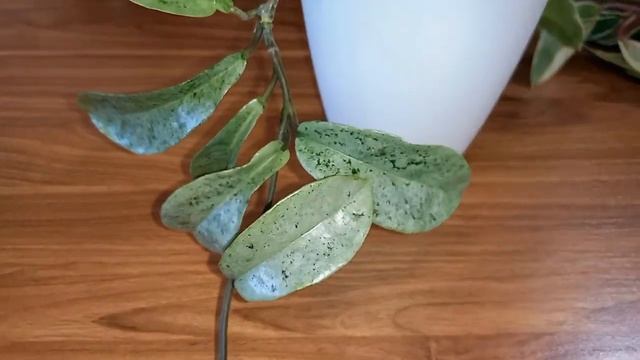 ?? Красивые и простые сорта хой в моей коллекции. Часть 2. смотреть онлайн