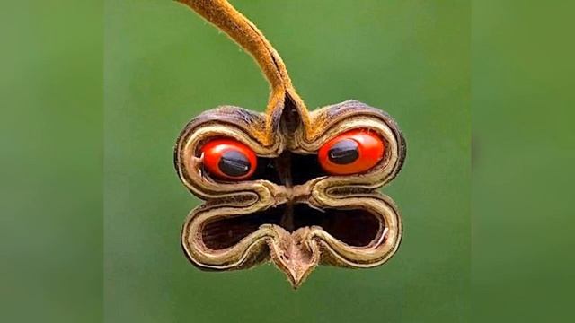 Венерина мухоловка. Жизнь плотоядных растений