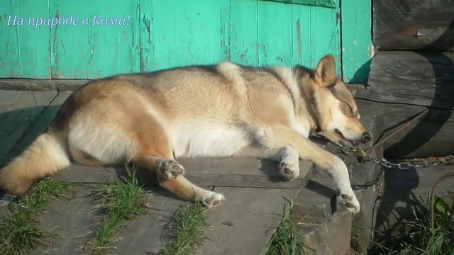 У Айды жизнь малина  /Лайки Олега  #33/ смотреть онлайн