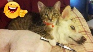 САМЫЕ СМЕШНЫЕ ЖИВОТНЫЕ / Приколы с котами и собаками 2022 #2