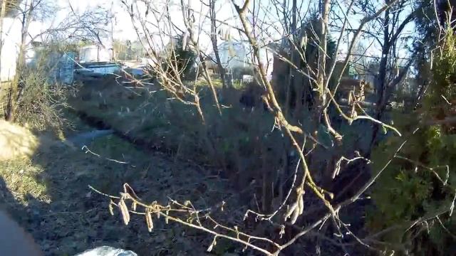 первоцветы дача под Архангельском