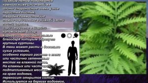 "Оноклея чувствительная" - "Onoclea sensibilis". Декоративный папоротник. Decorative fern.