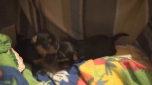 Щенки Йоркширского терьера, 20 дней