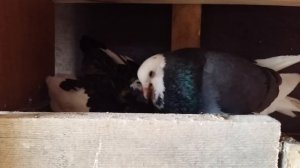 Черно пегий турман, 26 дней. Использование пермских в качестве кормилок.