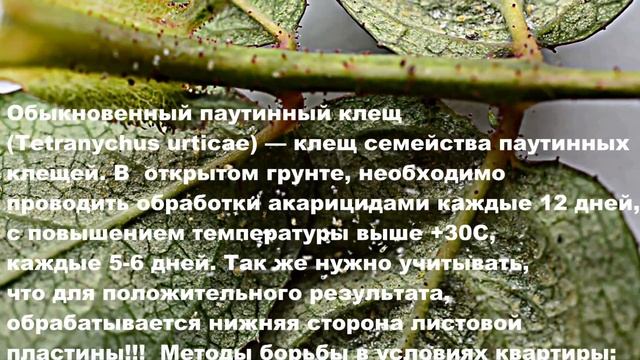 Обыкновенный паутинный клещ смотреть онлайн