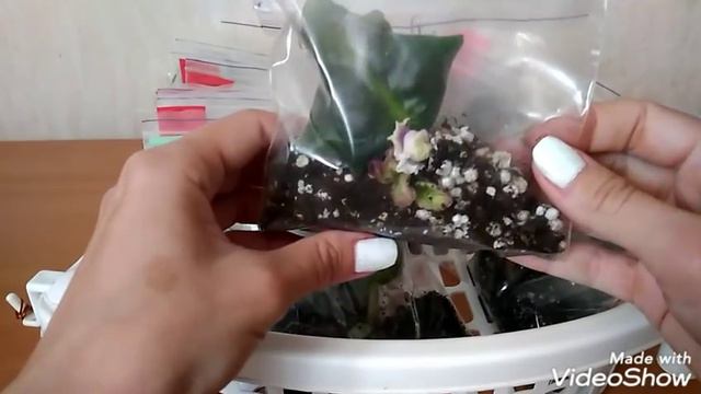 Зацвел прямо в зиппакете! Ну и черенок! смотреть онлайн