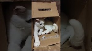 Турецкая кошечка в коробке.