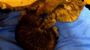 Дядя Исаак и его племянница Ребекка сосёт титю.🐱🐈💞🏡🐾