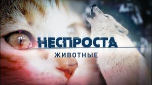 Животные | Неспроста