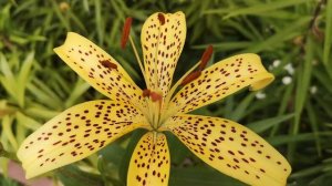 Николай Курбатов "Есть ли гении?"