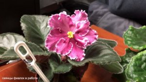 Сеянцы фиалок в работе из коллекции Фиалковода