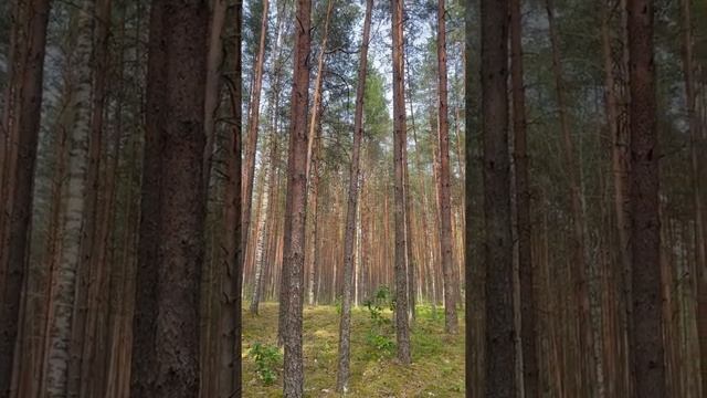 Читаем стихи для детей| Бунин| Детство