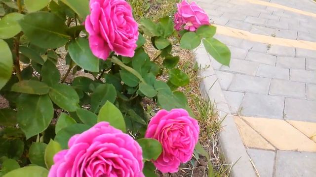 Дорожка с розами смотреть онлайн