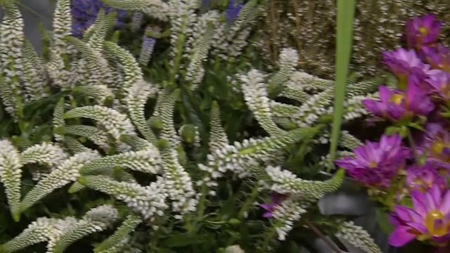 Флора Тверь реклама смотреть онлайн