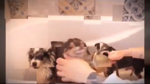 Меджик Петс купаютса в новой ванне🛁🐶🔮(фан Ани Меджик)