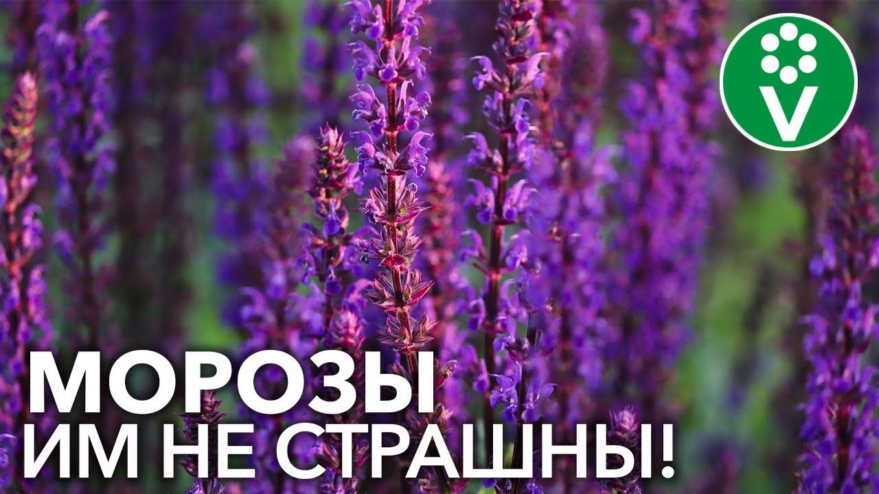Эти ЦВЕТЫ КРАСИВЫ даже после первых морозов! Обзор лучших однолетников осени