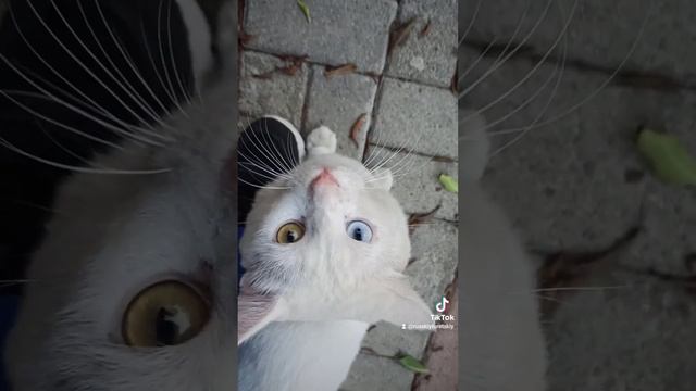 Турецкий ван голубоглазая и зеленоглазая кошка Белые анатолийские ванские кошки с двуцветными глаза