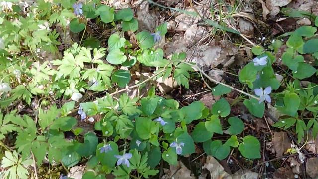 Лесная фиалка. 18 мая 2023 г. смотреть онлайн