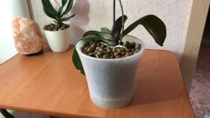 Корни в керамзите растут как бешеные! Результат через 1,5 месяца после посадки