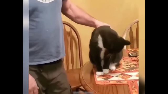 смешные случаи с животными 56