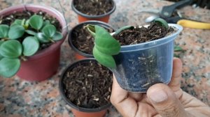 Peperomia Hope Propagation