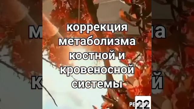 ?Матрица Гаряева .(2часть.)Регенерация костей, мышц и кровеносной системы . смотреть онлайн