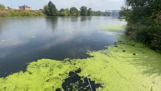 Рыбалка на р.Пахра, Московская область, август 2022г. смотреть онлайн