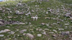 Горная болезнь или как напугать собаку в горах. Софийские озера, Архыз, 31.07.2020.