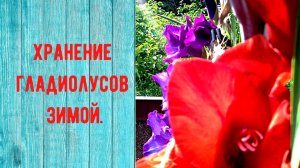 Как сохранить гладиолусы зимой. Все этапы.
