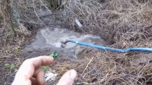 Убрал три лопасти на крыльчатке фикального насоса. Поросятам 4 дня,нужно колоть железо.