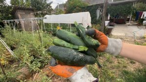 Мое утро / Вызвали скорую / Собираем урожай / День в деревне / Уборка сорняков!